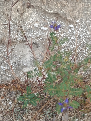 Dalea coerulea, photograph 6