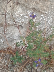 Dalea coerulea, photograph (c) Ileana Herrera, some rights reserved (CC BY)