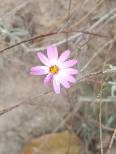 Onoseris hyssopifolia, photograph 2