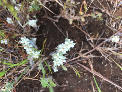 Micropus californicus