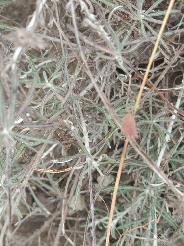 Onoseris hyssopifolia, photograph 3