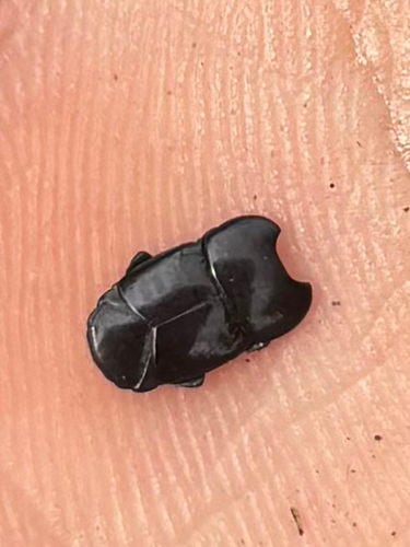Flat Clown Beetle