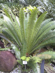 Dioon spinulosum