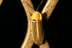 Photinus pyralis