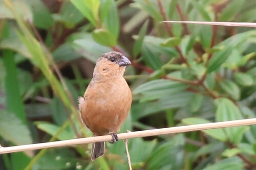 Copper Seedeater (Sporophila bouvreuil), photo 7