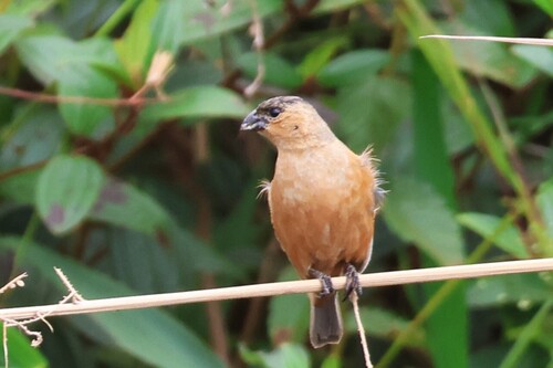 Copper Seedeater (Sporophila bouvreuil), photo 1