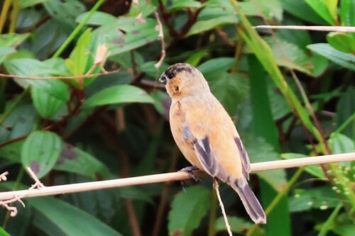 Copper Seedeater (Sporophila bouvreuil), photo 2