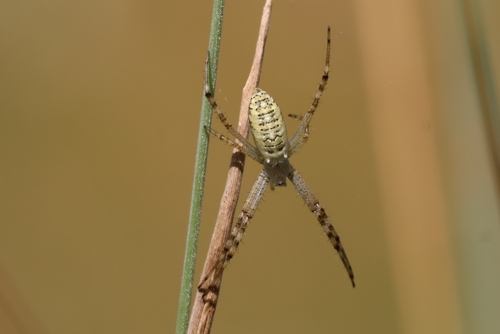 Wasp Spider