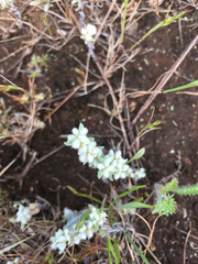 Micropus californicus