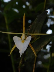Epidendrum eburneum