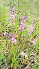 Polygala polygama