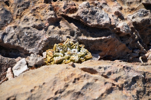 Ariocarpus fissuratus fissuratus