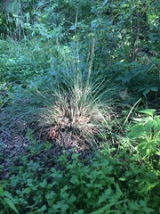 Muhlenbergia lindheimeri