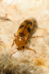 Diclidia