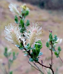 Salix repens