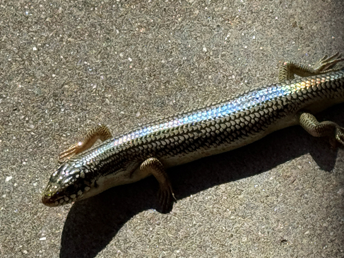Great Plains Skink