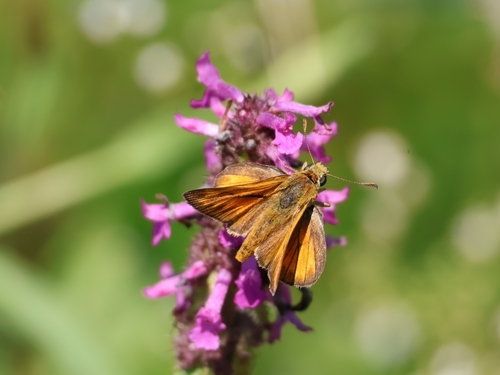 Large Skipper
