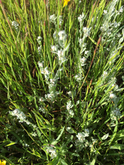 Micropus californicus