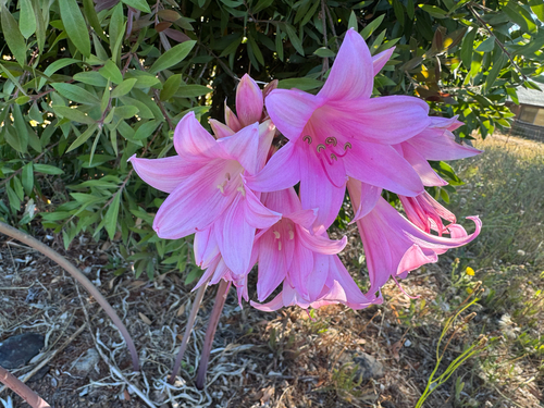 Belladonna Lily seen in Sonoma Valley