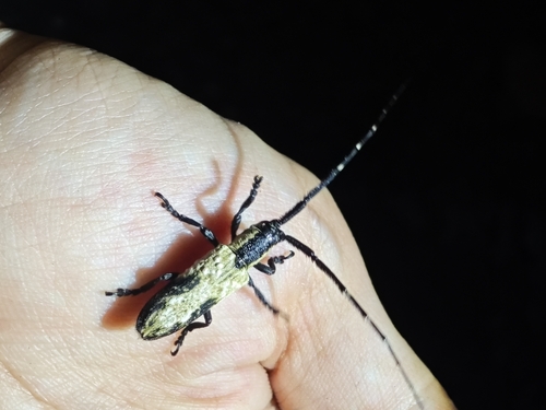 Aulaconotus atronotatus