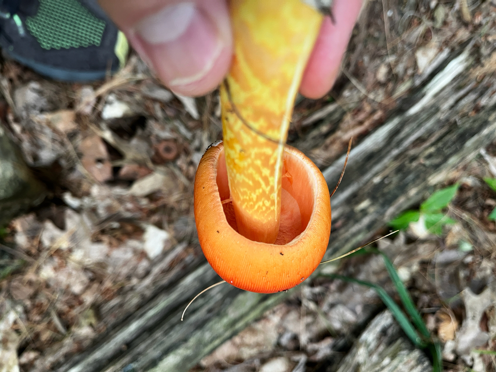 A hand holding up a Jackson’s slender caesar, orange cap and yellow stem