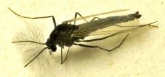 Heterotrissocladius