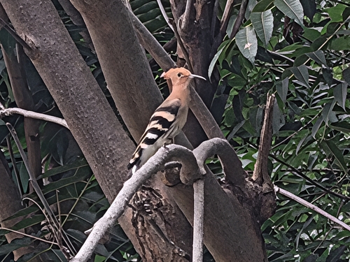 Common Hoopoe