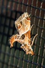 Neodavisia melusina