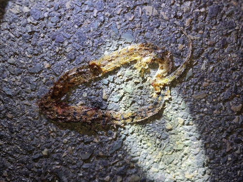 Boulenger's Slug Snake