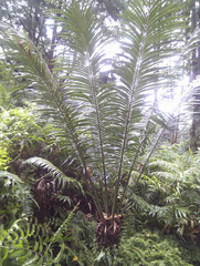 Cycas rumphii