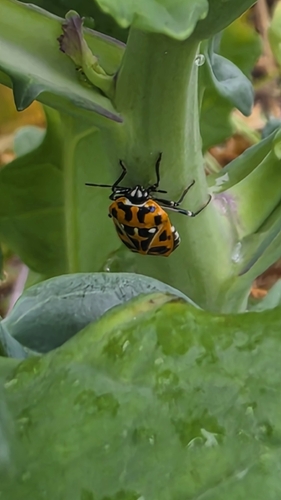 Harlequin Bug