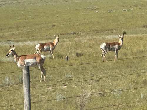 Pronghorn