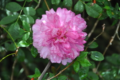 Rosa × borboniana