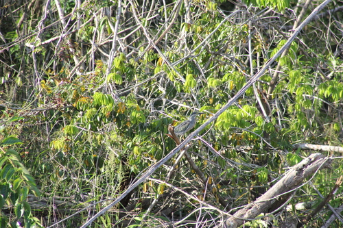 iNaturalist image