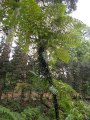 Sphaeropteris glauca