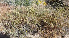 Mentzelia desertorum