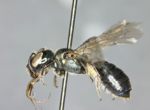Ceratina neomexicana