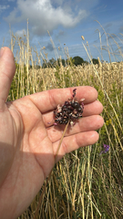 (c) Peter Eriksen, some rights reserved (CC BY) Allium scorodoprasum, photograph (c) Peter Eriksen, some rights reserved (CC BY)
