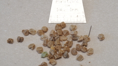 Mentzelia desertorum