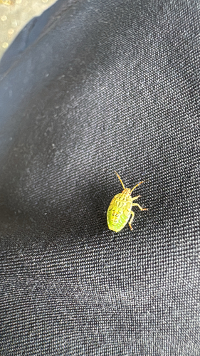 Parent Bug