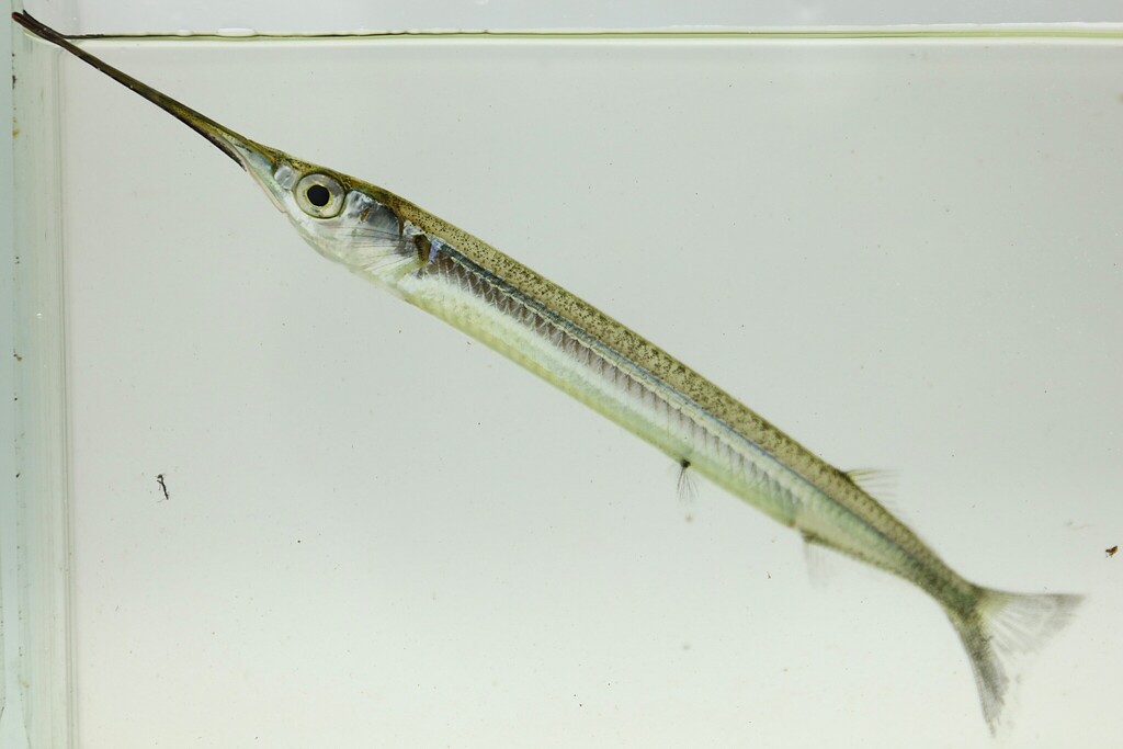 African Halfbeak