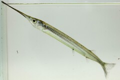 African Halfbeak photo 1