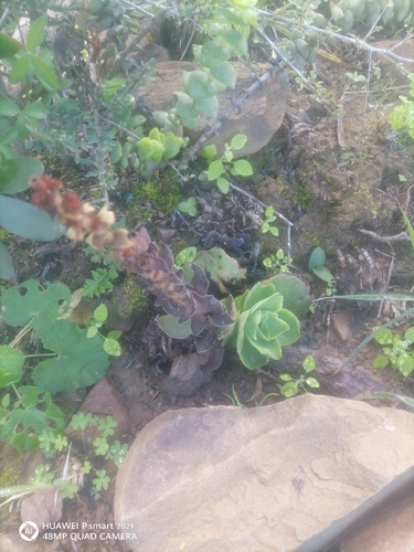 Crassula capitella