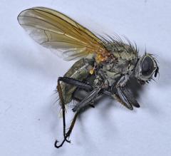 Hydrophoria lancifer