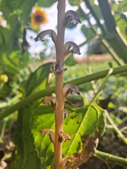 Orobanche cumana, photograph (c) Ліза Малюк, some rights reserved (CC BY)