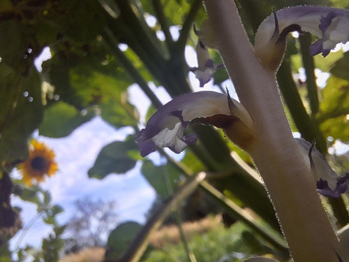 Orobanche cumana, photograph 5