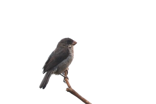 White-bellied Seedeater (Sporophila leucoptera), photo 3