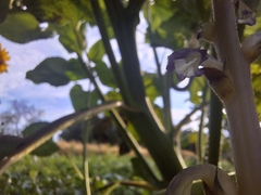 Orobanche cumana, photograph (c) Ліза Малюк, some rights reserved (CC BY)