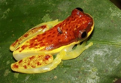 Dendropsophus rhodopeplus