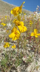 Leptosyne calliopsidea